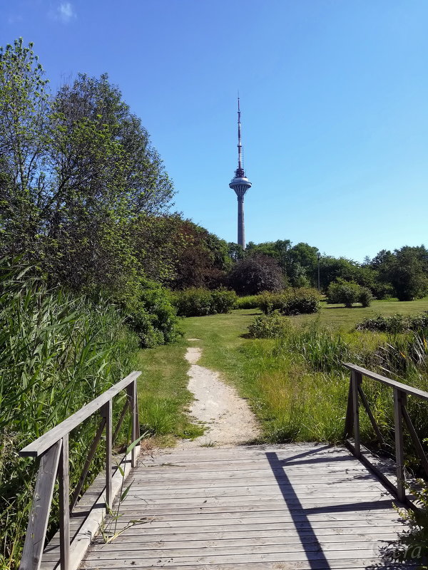 Таллинский Ботанический сад, с видом на телевизионную башню - veera v
