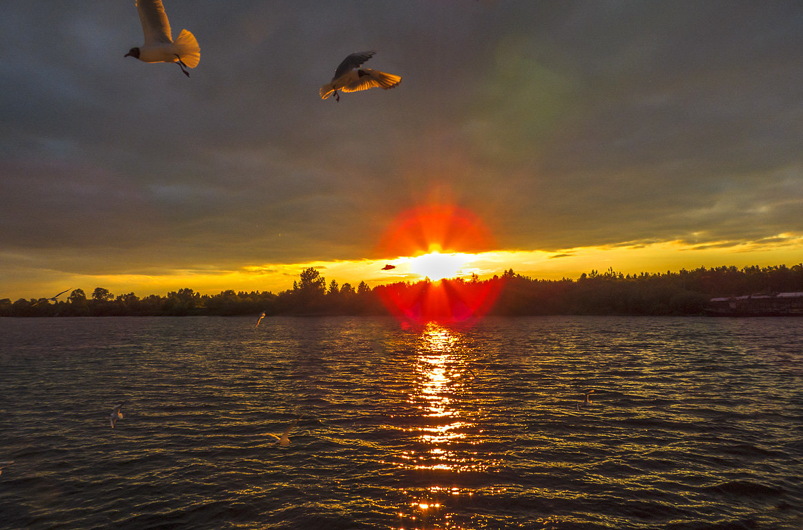 Чайки в лучах закатного солнца - Сергей Цветков