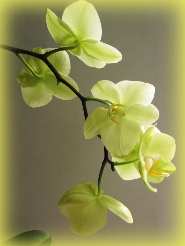 Орхидея фаленопсис "Амадеус" - super-krokus.tur ( Наталья )