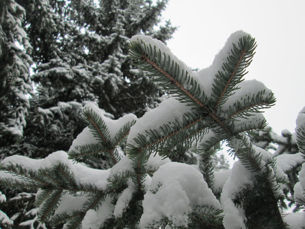 Голубая ель под снегом 2 - Алексей Кузнецов