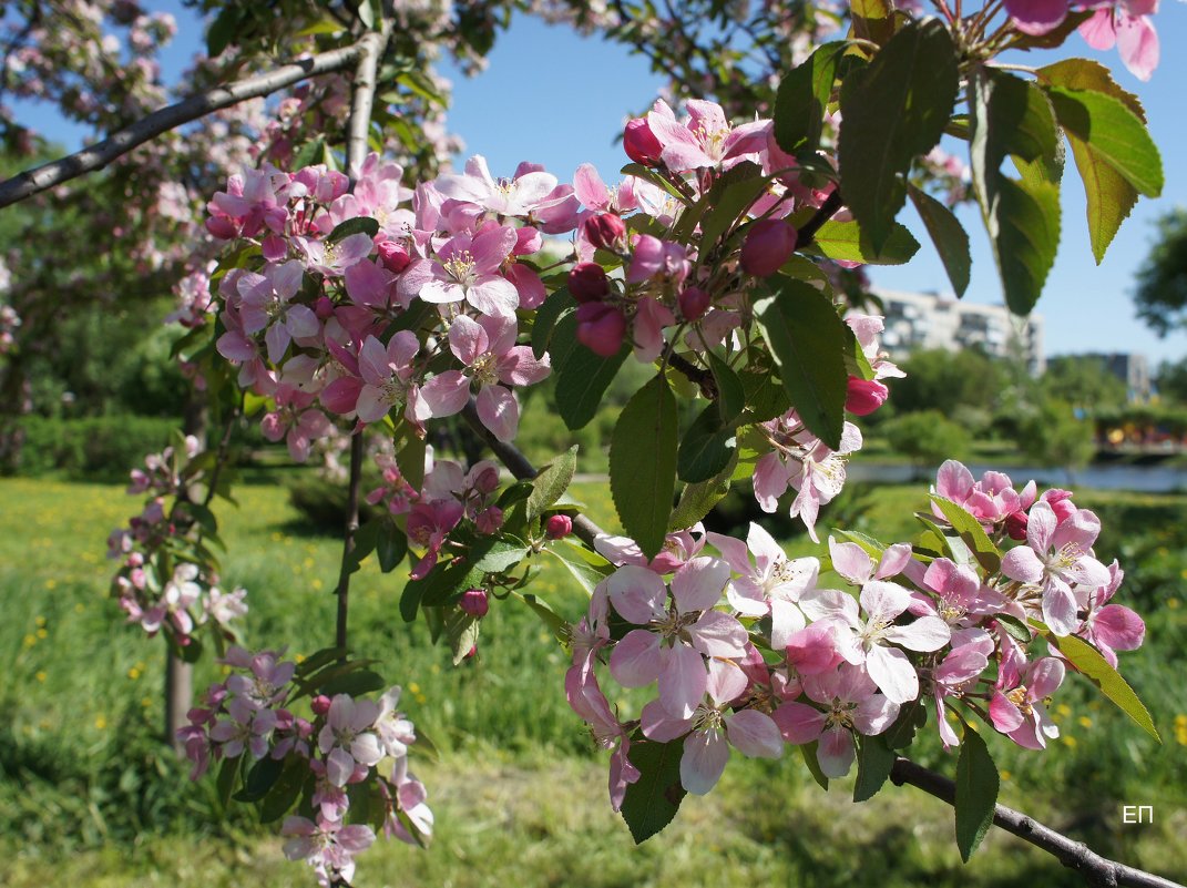 Яблоня в майском цвету - Елена Павлова (Смолова)