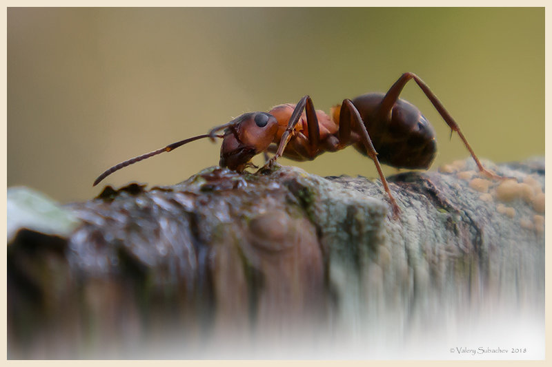 лесной муравей - Pepsovich 