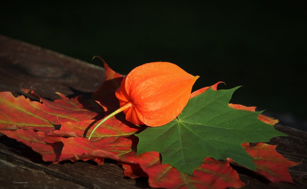 Осенний фонарик с листочками клёна - Татьян@ Ивановна
