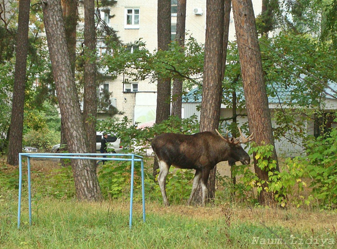 лось в москве