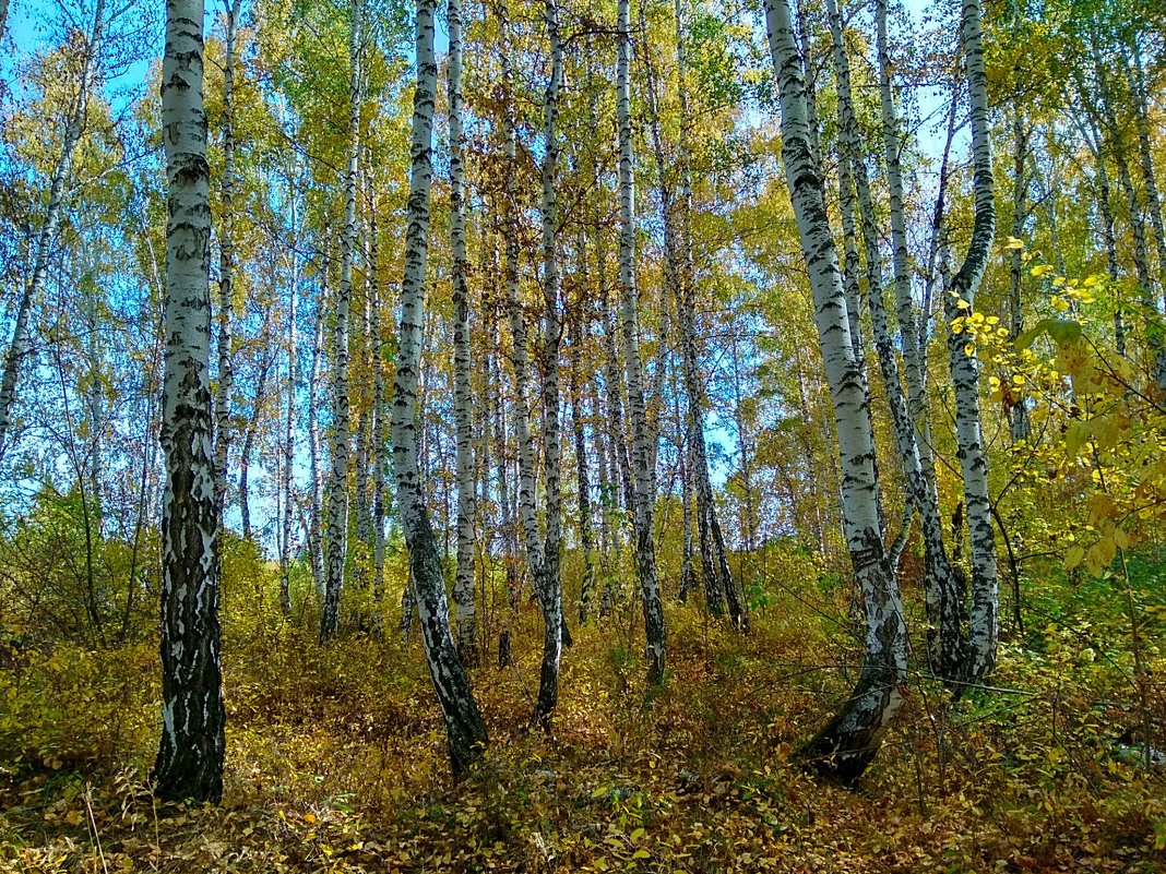 Красота осеннего леса - Татьяна Котельникова