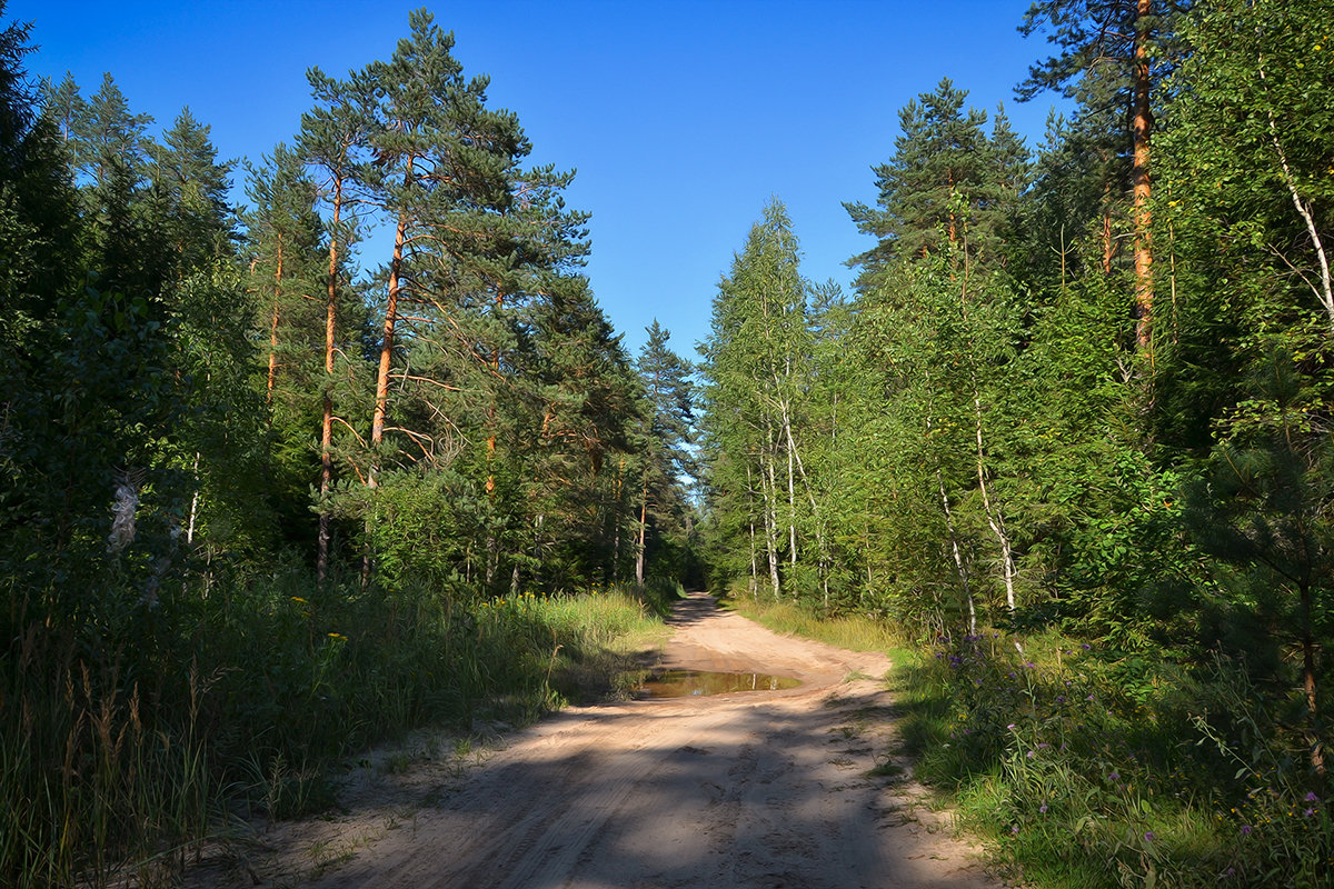 Лесными дорогами - Алексей (GraAl)