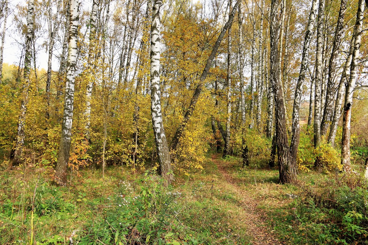 осень - Владимир Холодницкий