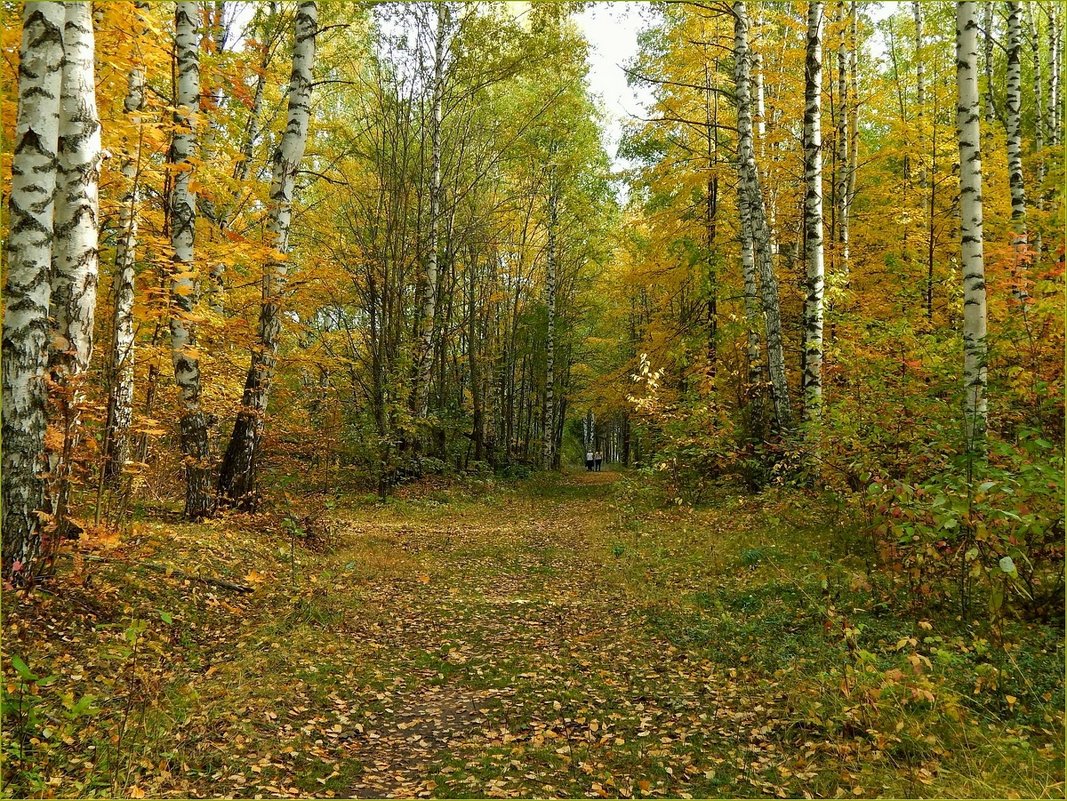 Осенний лес средней полосы