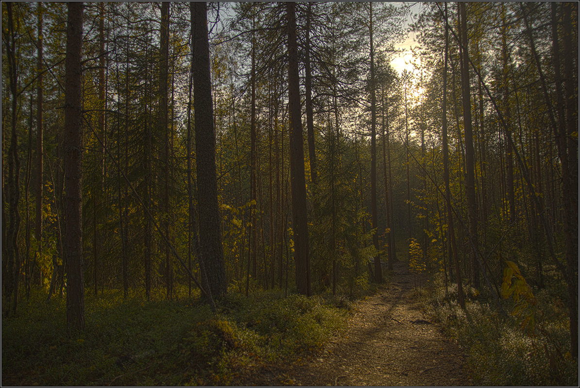 Осенний лес - Таня Лу