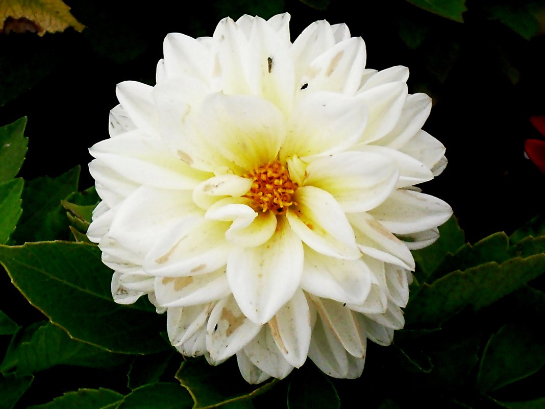 Белый, цветущий, прекрасный - Daria Vorons