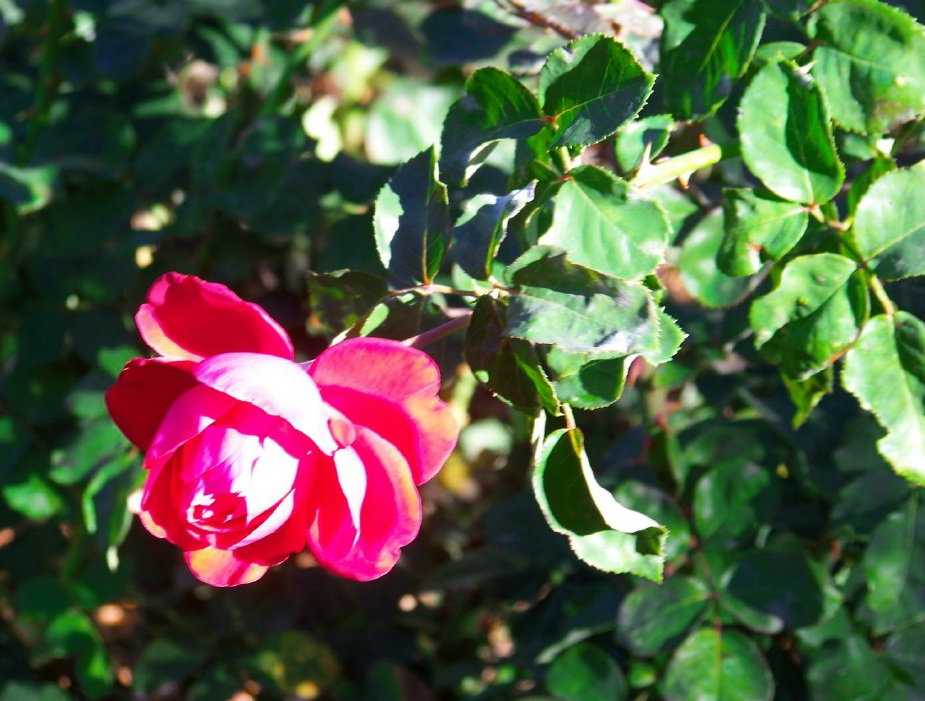 Осенние розы романтичнее  летних... :) - Любовь К.