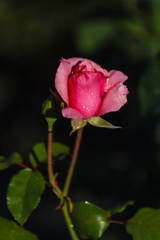 « Ах, как прекрасен розовый бутон, Весь в капельках росы, в сиянье света,…» - Андрей Нибылица