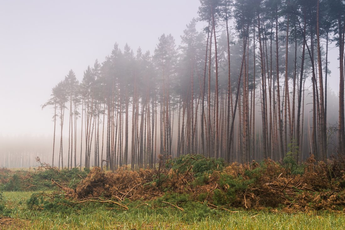 Из серии "Лес в тумане" - Сергей Корнев