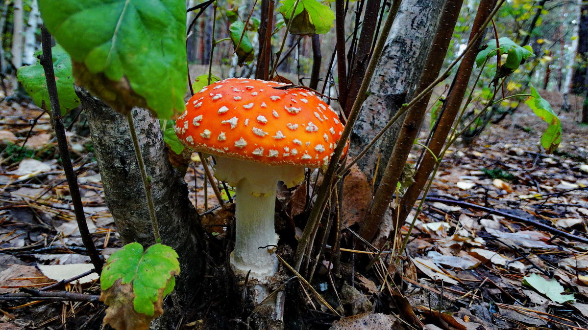 Тихая фотоохота.    Мухомо́р кра́сный (лат. Amanita muscaria)   . - vodonos241 