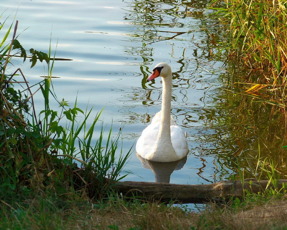 А белый лебедь на пруду..... - Любовь К.
