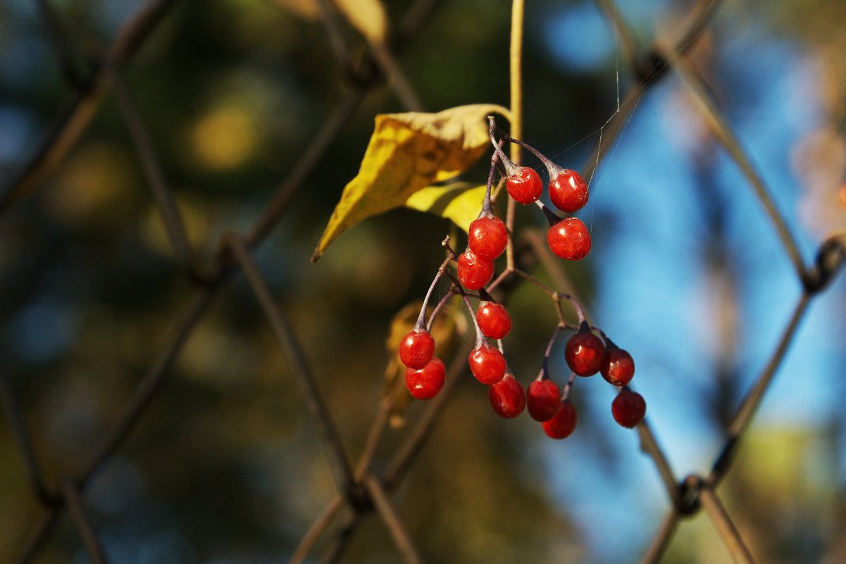 autumn - Ирина Секачева