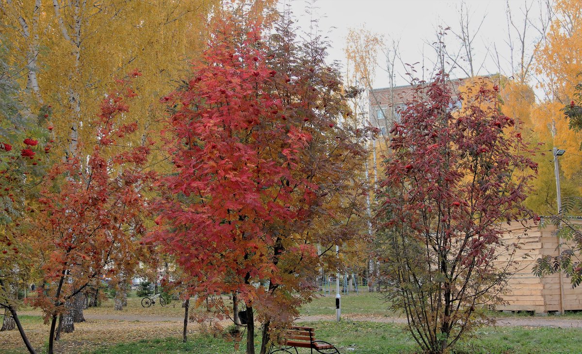 Осень в городе 2. - Венера Чуйкова