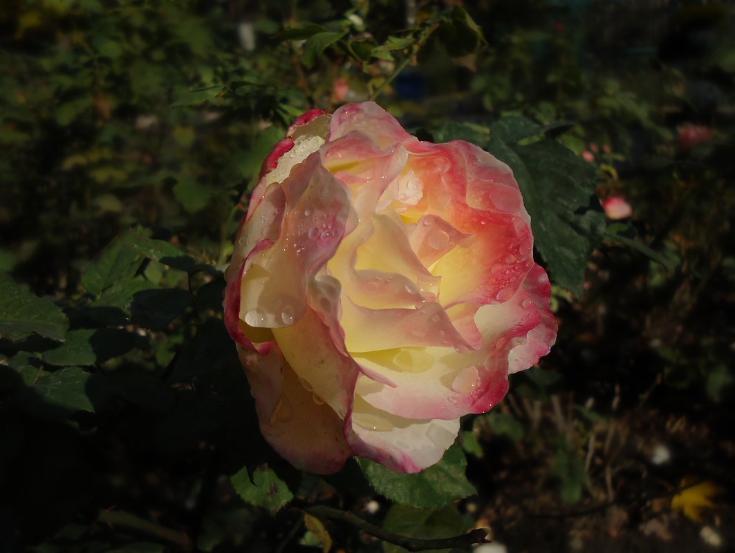 Очарование осенних роз - Ирина 