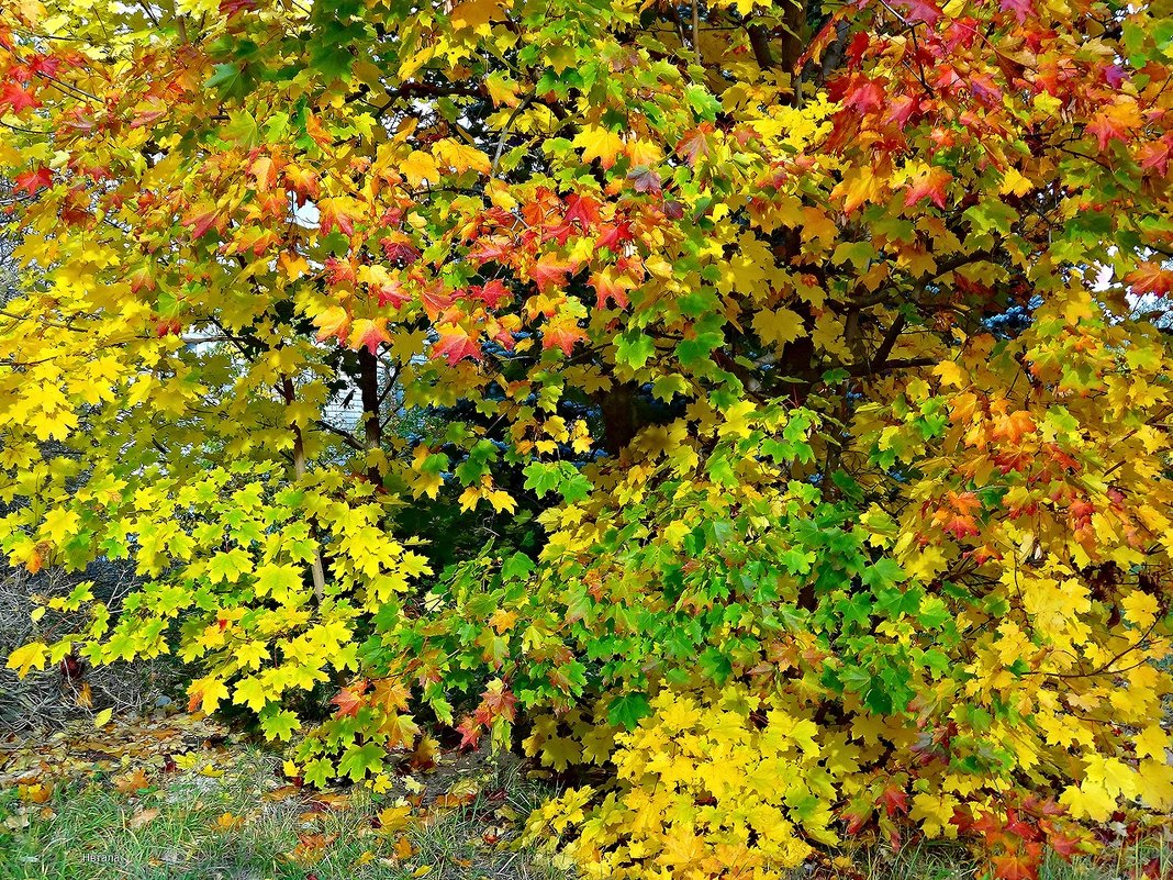 Разноцветные листья клена - Натала ***