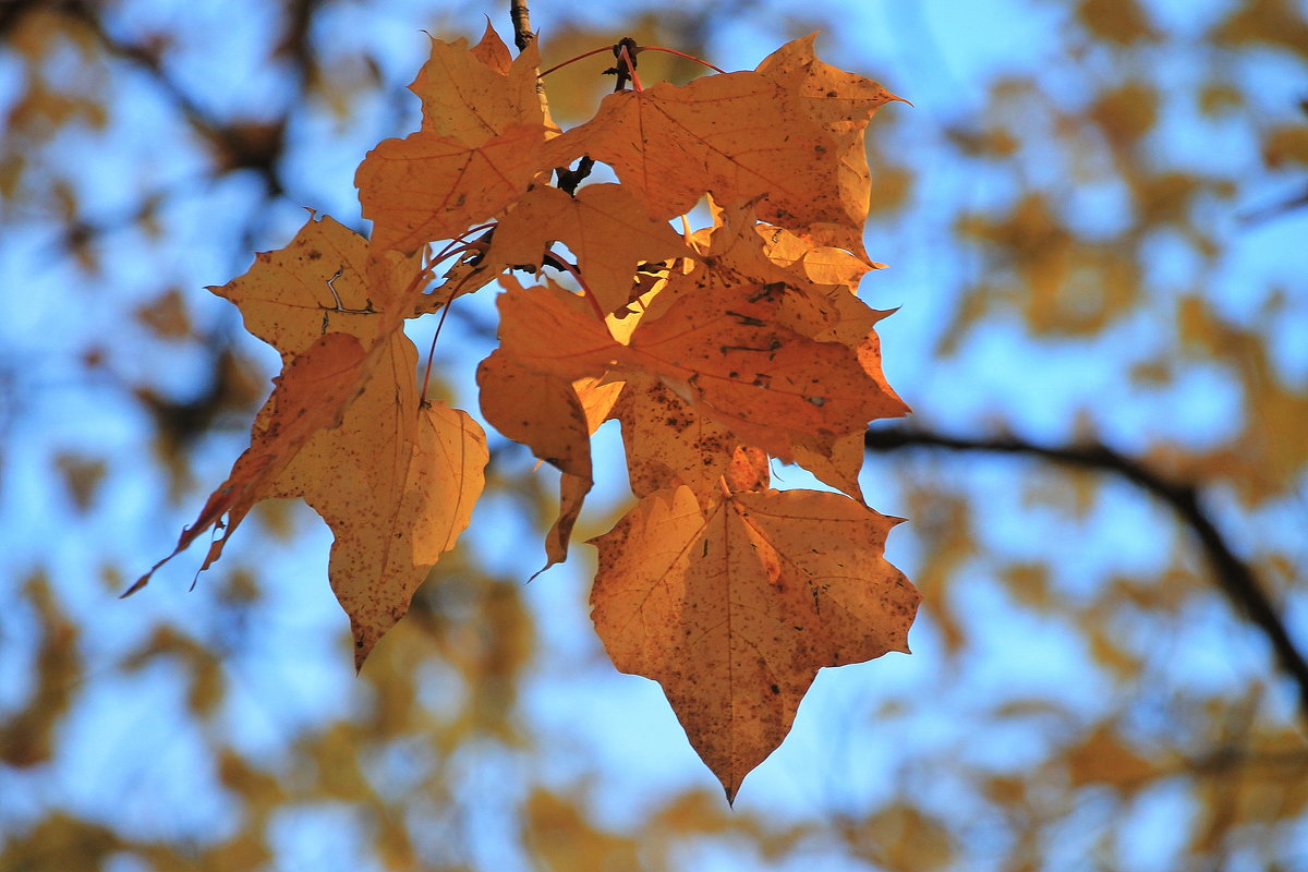 Листья желтеют и радостно падают от вздохов ветра.... - Tatiana Markova