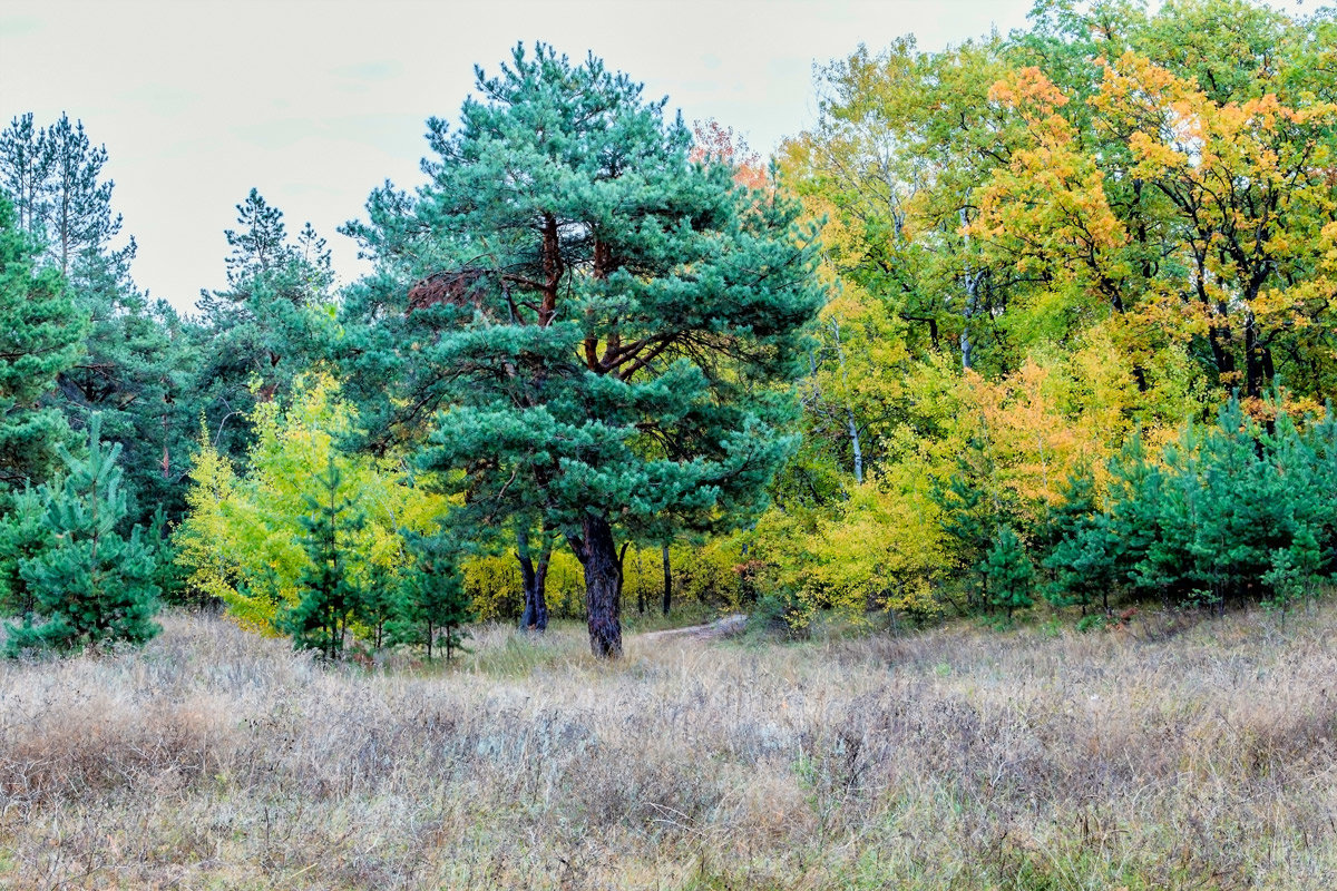 Осень в лесу - Юрий Стародубцев