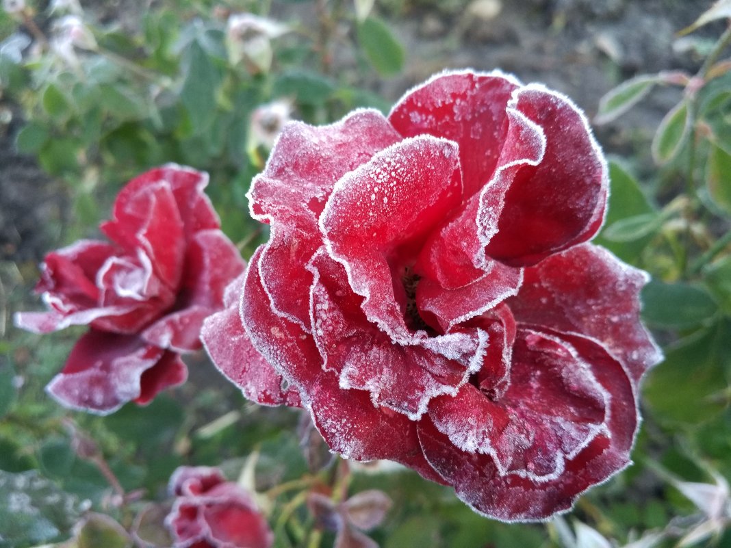 Покрывается инеем роза,замерзая в осеннем саду. - Люба 