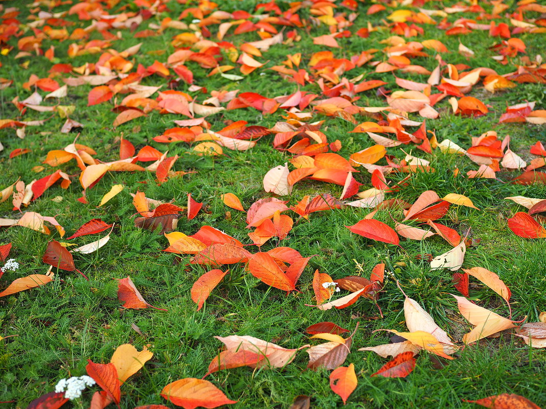 Разбросала листья осень - wea *