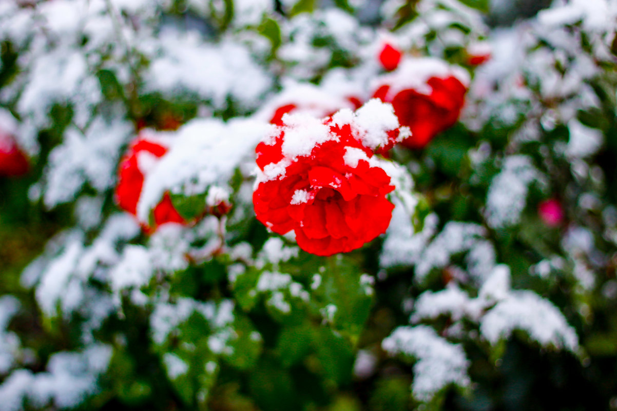 С первым снегом - astanafoto kazakhstan