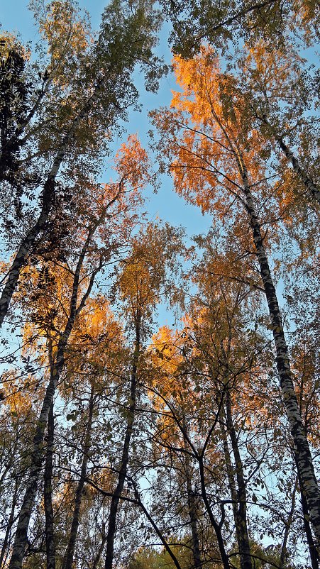 Перья  "жар птицы" в  кронах деревьев на  рассвете! - Виталий Селиванов 