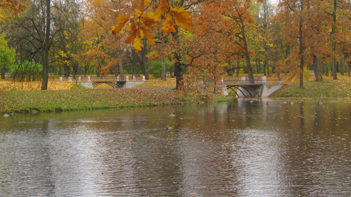 Осень в Александровском парке - Наталья Герасимова