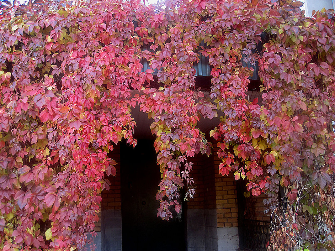 Осенние кружева украшают дом - Елена Семигина