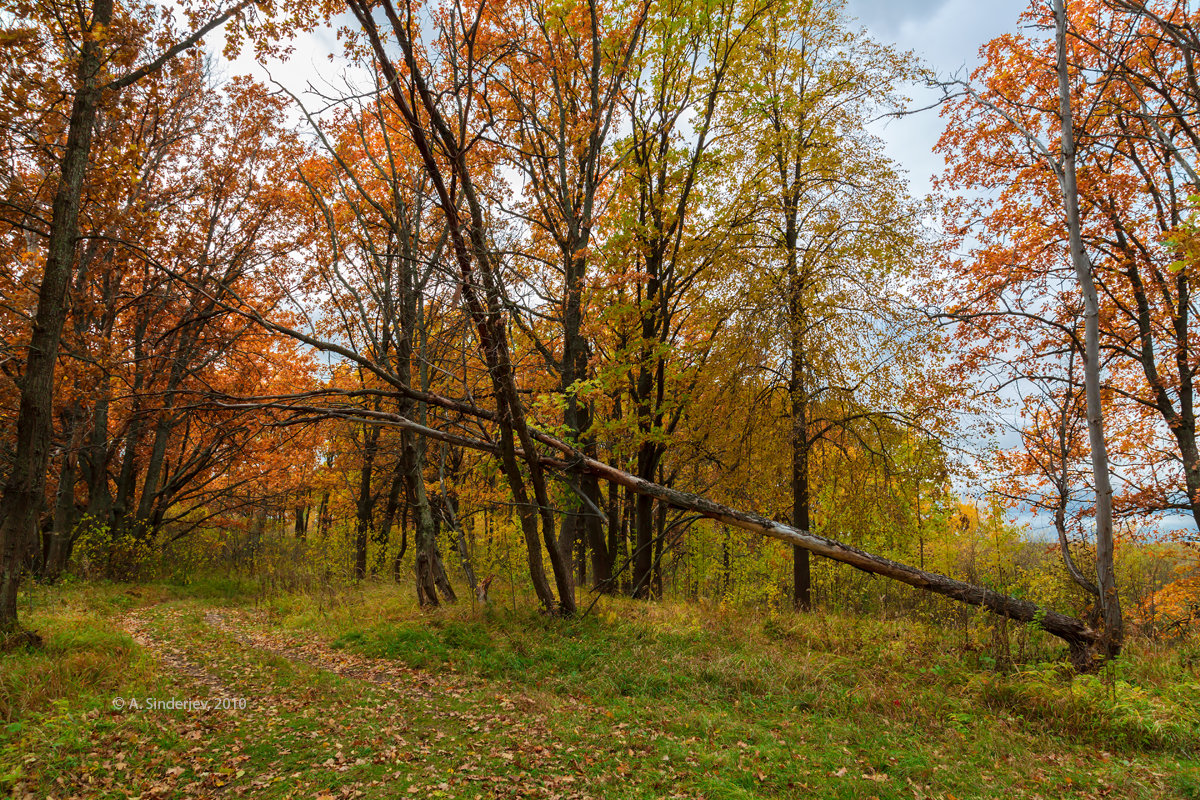 Пейзаж со сломанным деревом - Александр Синдерёв