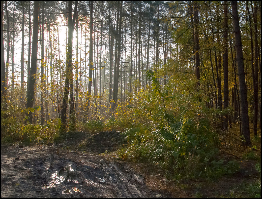 В осеннем лесу - Алексей Патлах