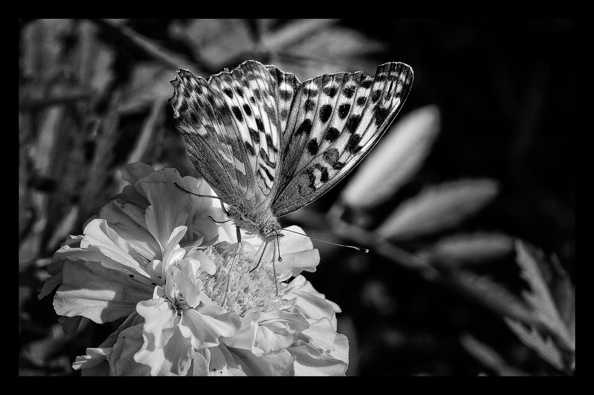 Бабочка на цветке - Марк Э