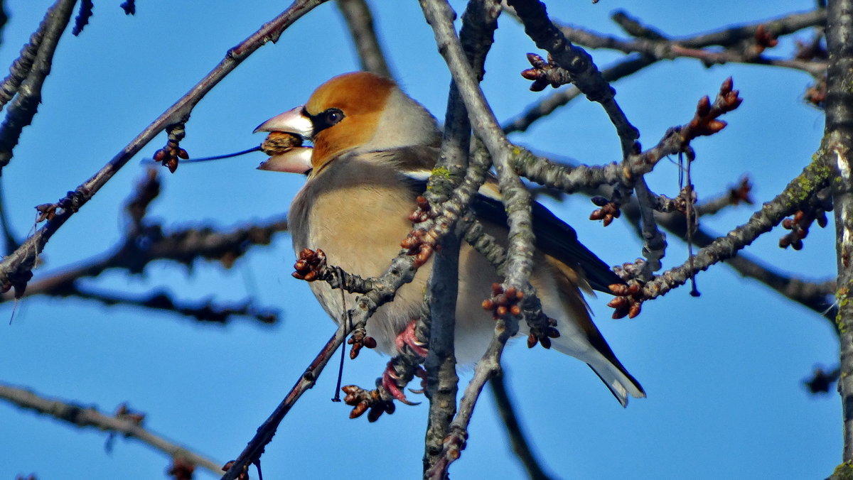 Обыкновенный дубонос (лат. Coccothraustes coccothraustes) - vodonos241 