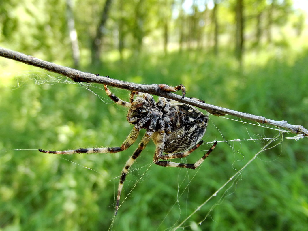 Большой паук в лесу - Светлана Рябова-Шатунова