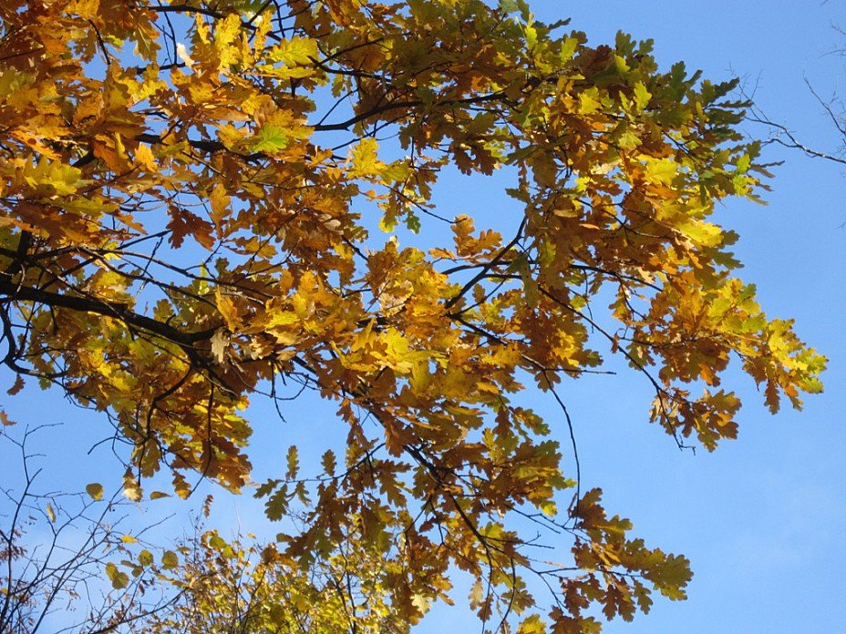 Золотые листья дуба - Дмитрий Никитин
