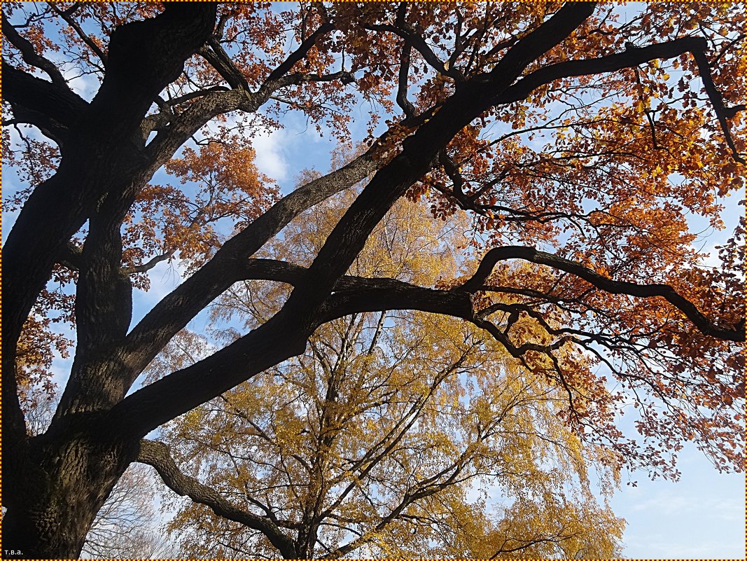 Осенняя листва - Вера 