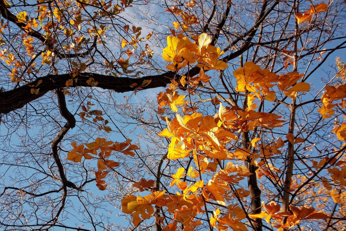 Осенние листья - Фотогруппа Весна