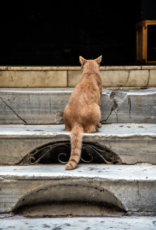 Стамбульский кот - Наталия Л.