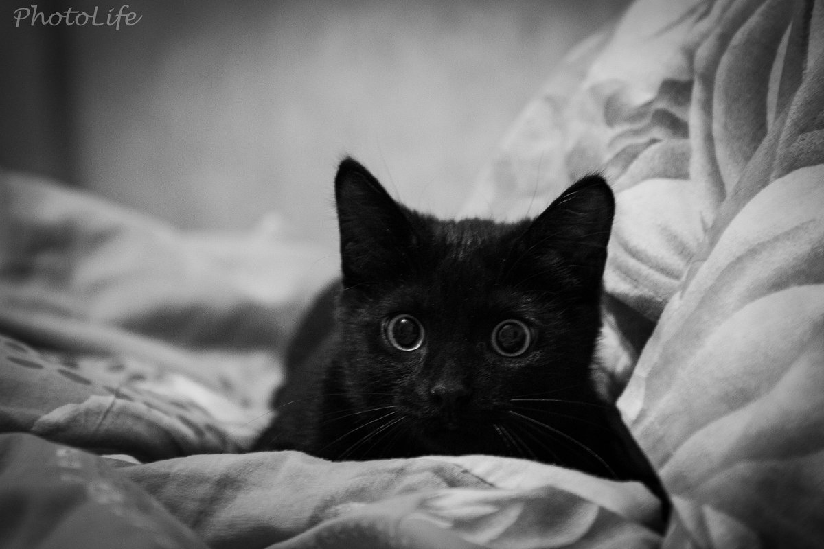 Черный кот - Мария Белая