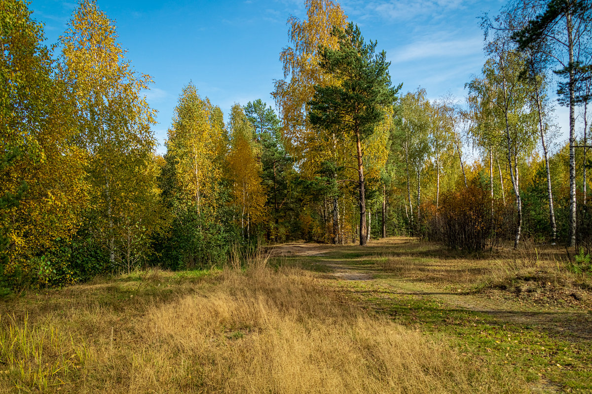 Осень, осень - Андрей Дворников