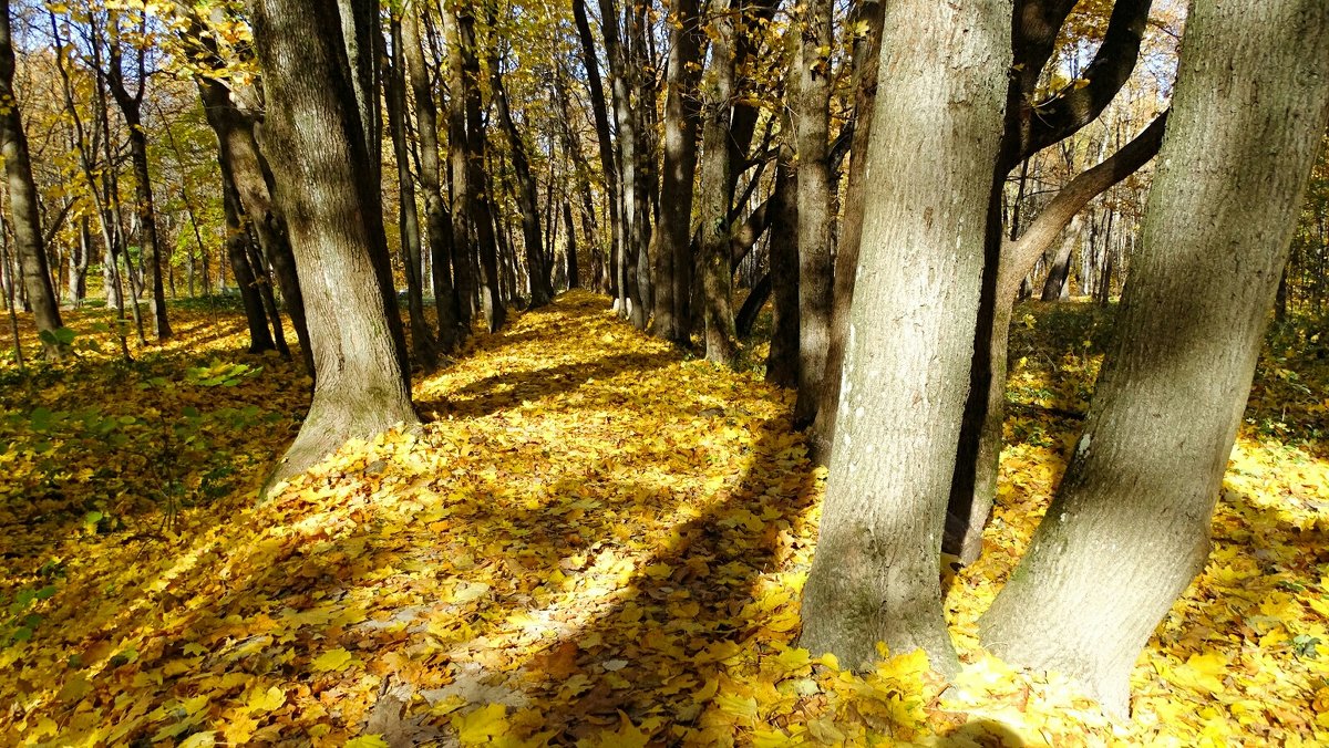 Осенний парк - Милешкин Владимир Алексеевич 