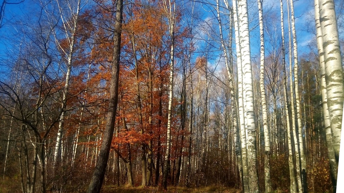 Осень, осень золотая подожди с уходом - Елена Павлова (Смолова)