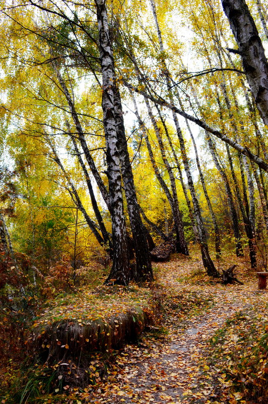 Осенний лес - Ростислав 