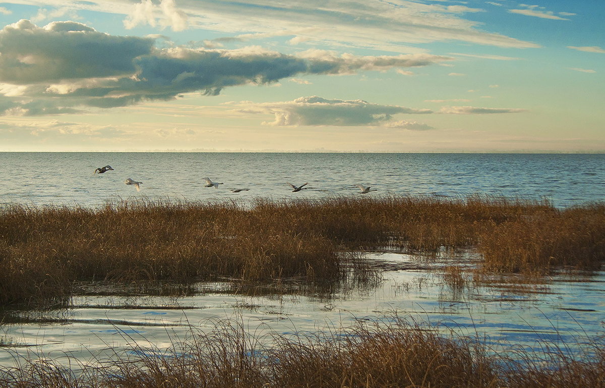 Лебеди над заливом - Lusi Almaz 