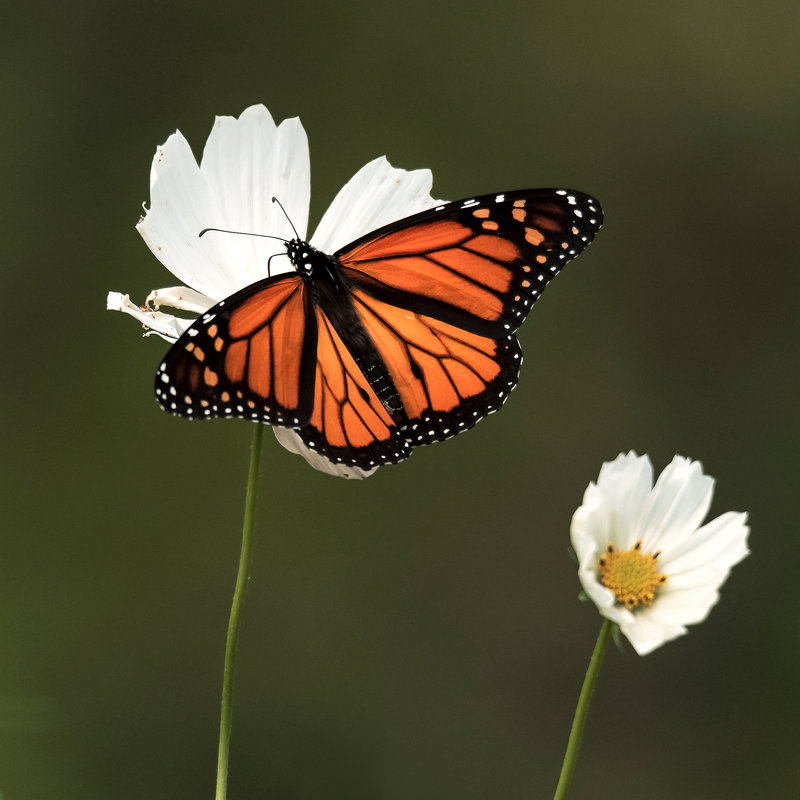 Бабочка Монарх - Tatiana 