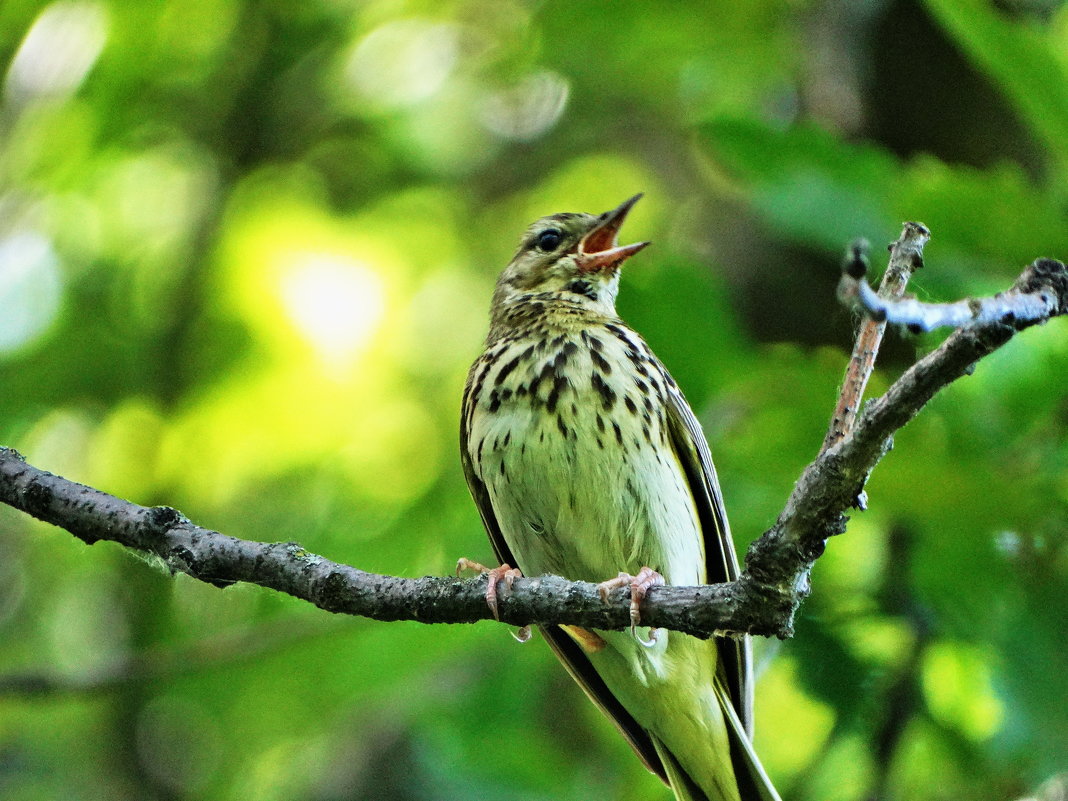 *Лесной конёк, или лесная шеврица (лат. Anthus trivialis) - vodonos241 