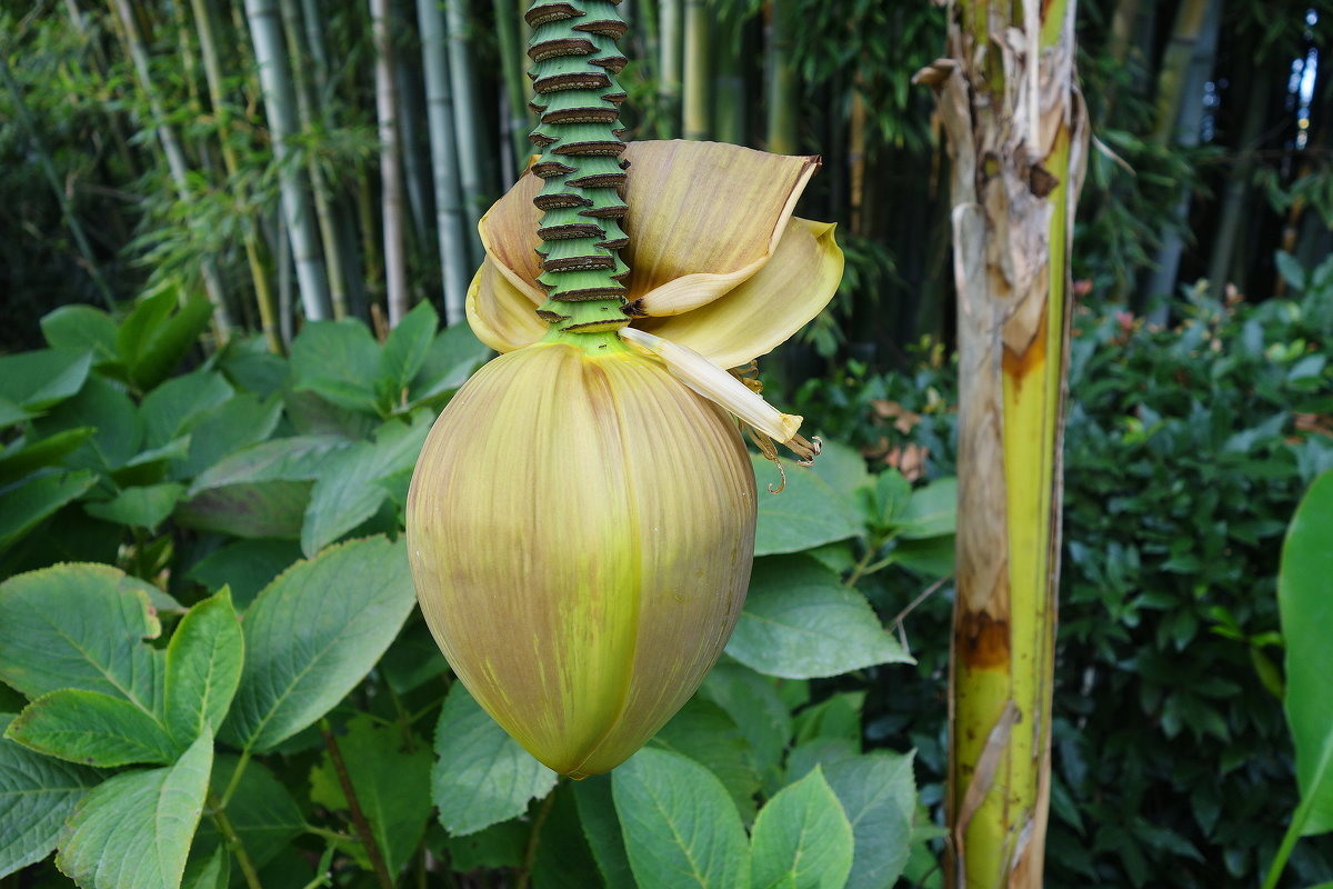 Цветок банана - Маргарита Батырева