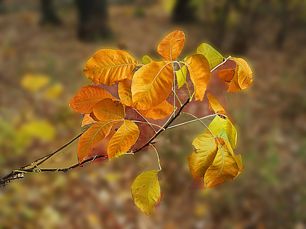 Осенние листья - георгий  петькун 